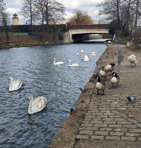 Swans at Southall Bridge